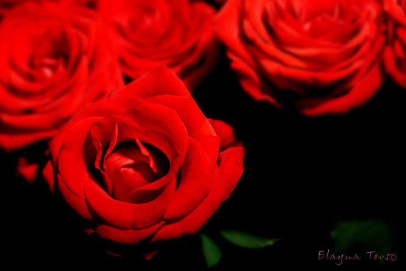 Red Roses in Focus — Dramatic, Photograph
