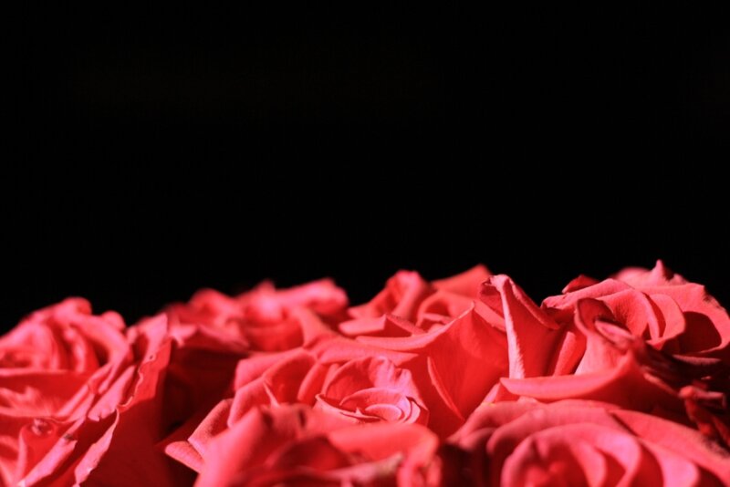 Red Roses in Focus — Dramatic