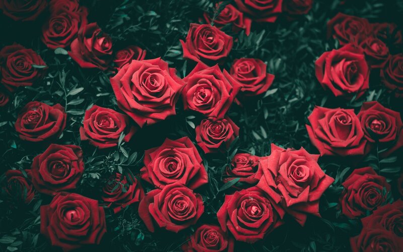Red Roses in Foliage — Dramatic, Photograph