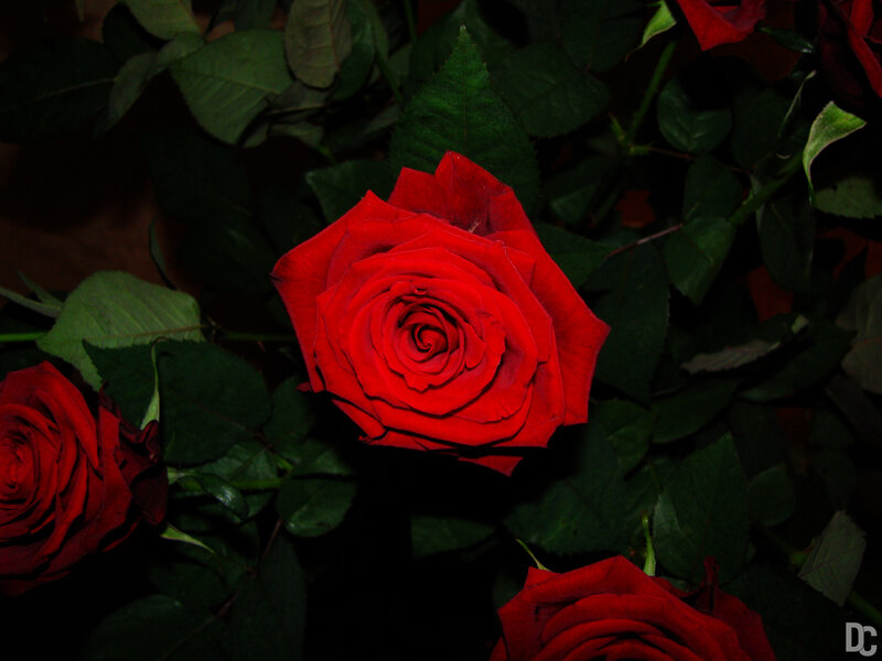 Red Roses in Foliage — Dramatic