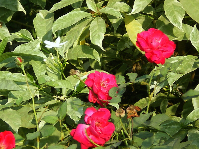 Red Roses in Foliage