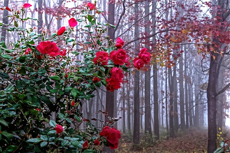 Red Roses in Forest — Serene