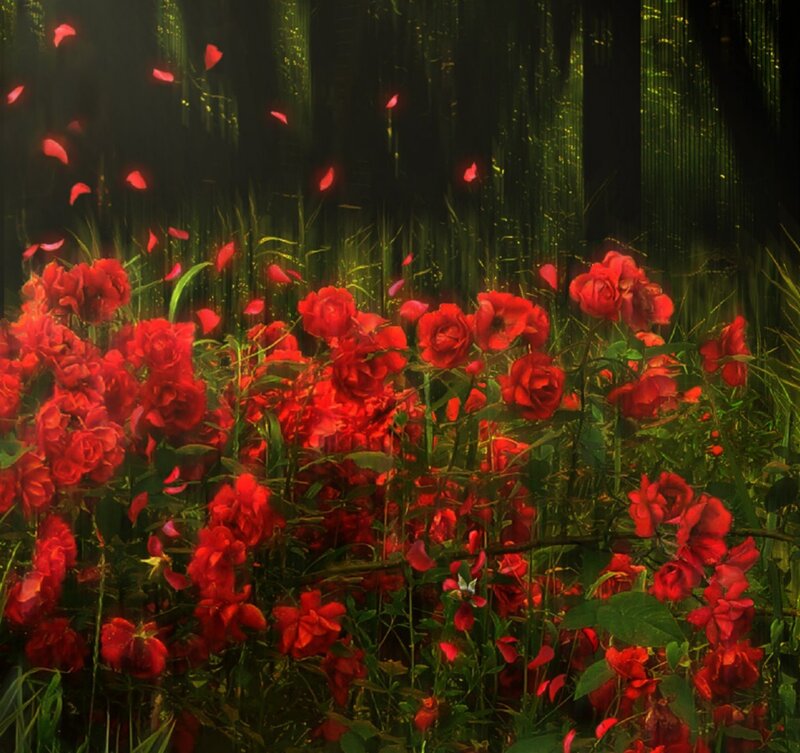 Red Roses in Forest