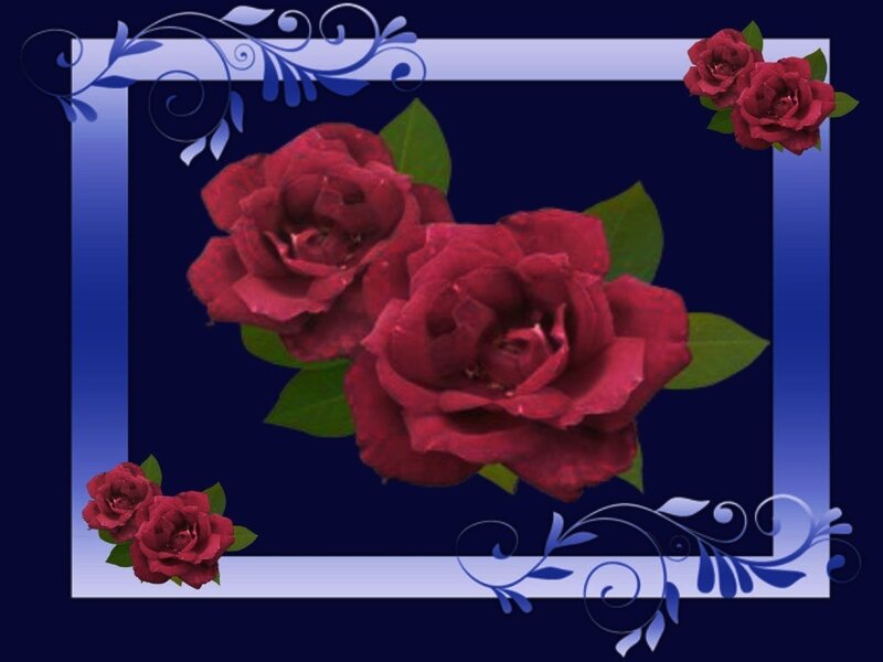 Red Roses in Frame