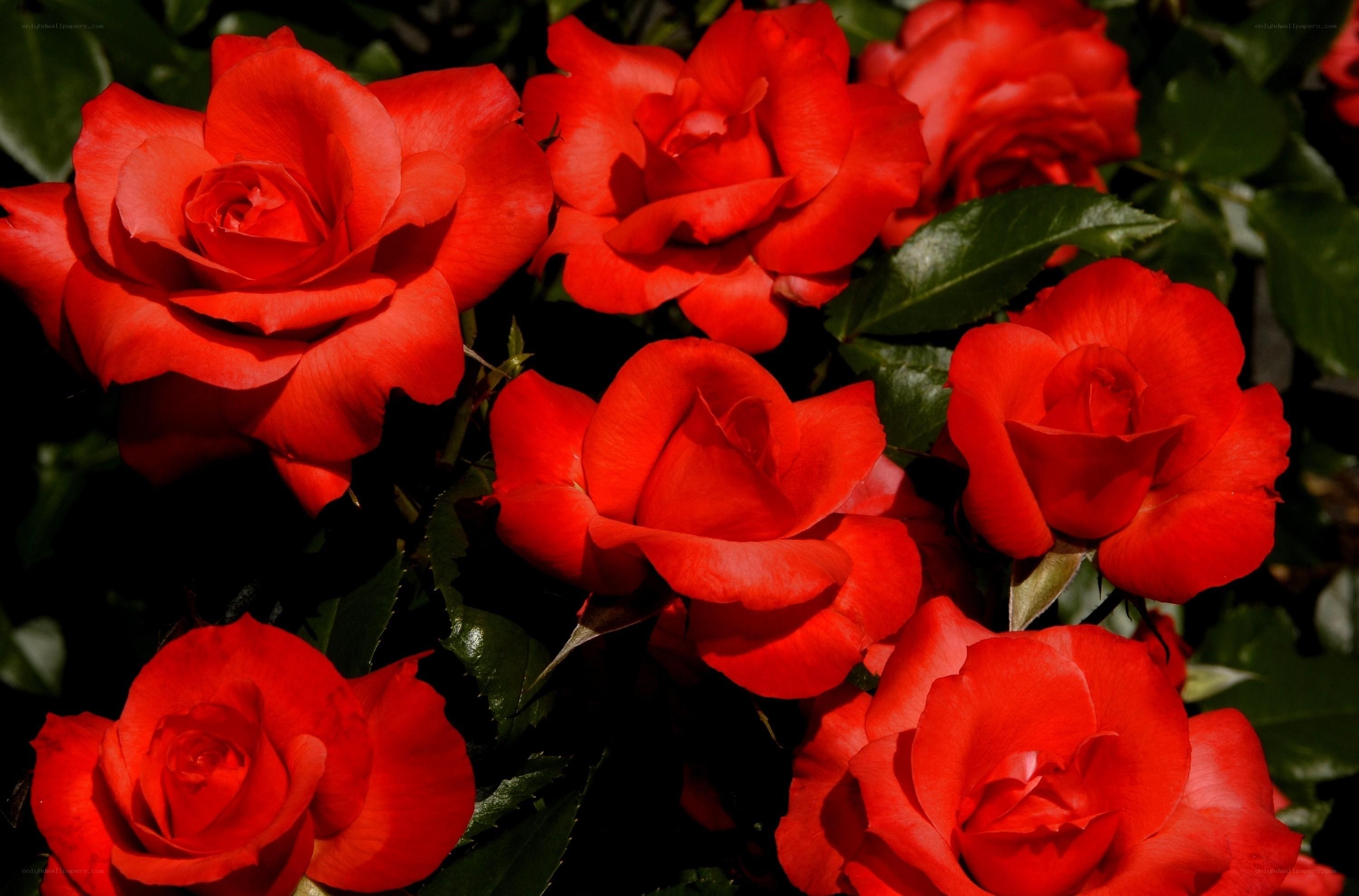 Red roses in full bloom
