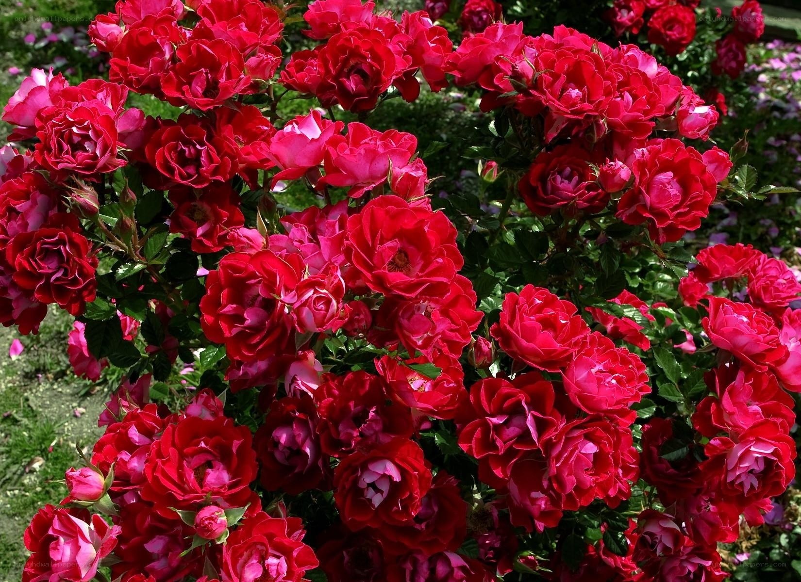 Red roses in full bloom