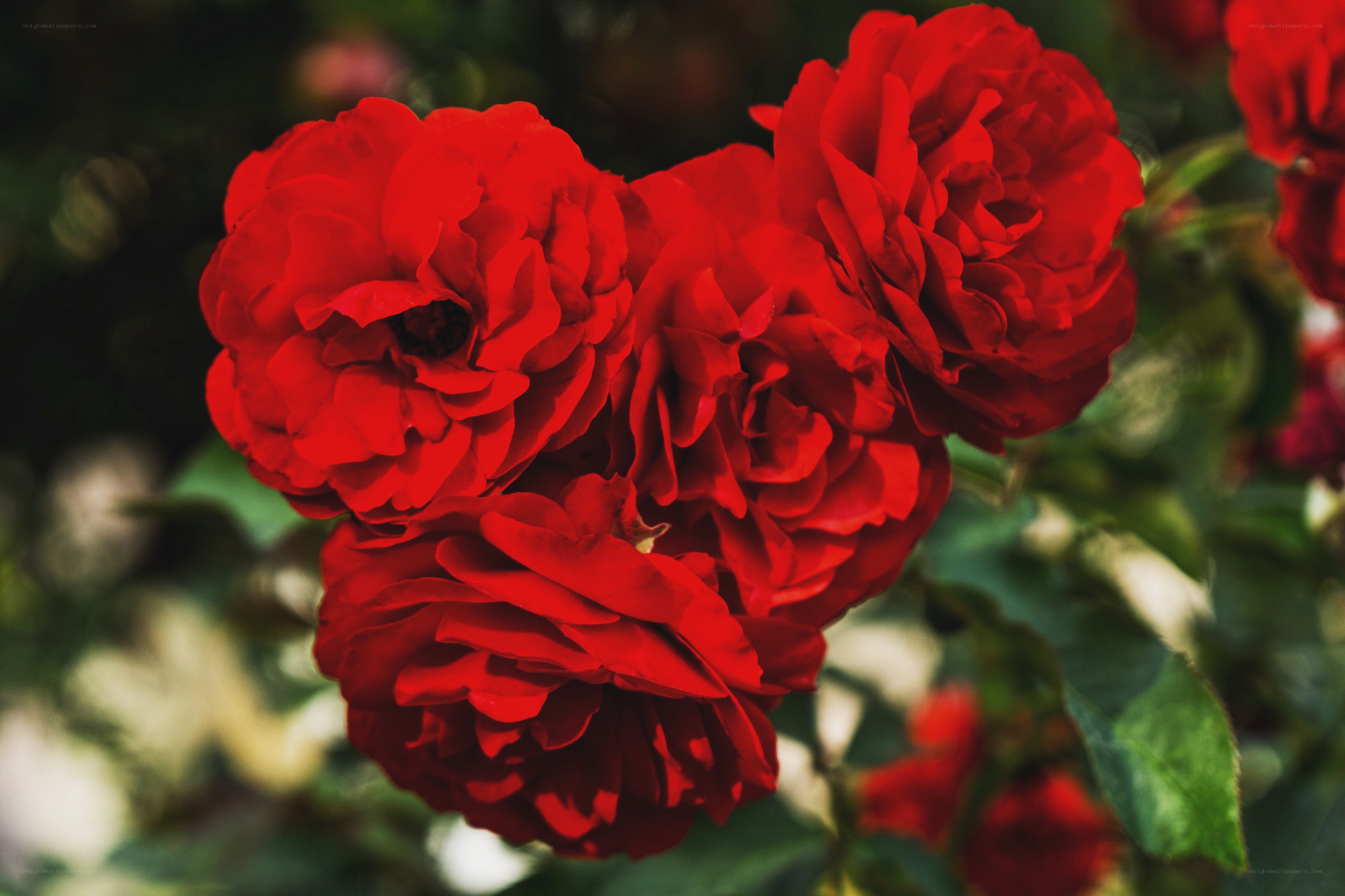 Red roses in full bloom