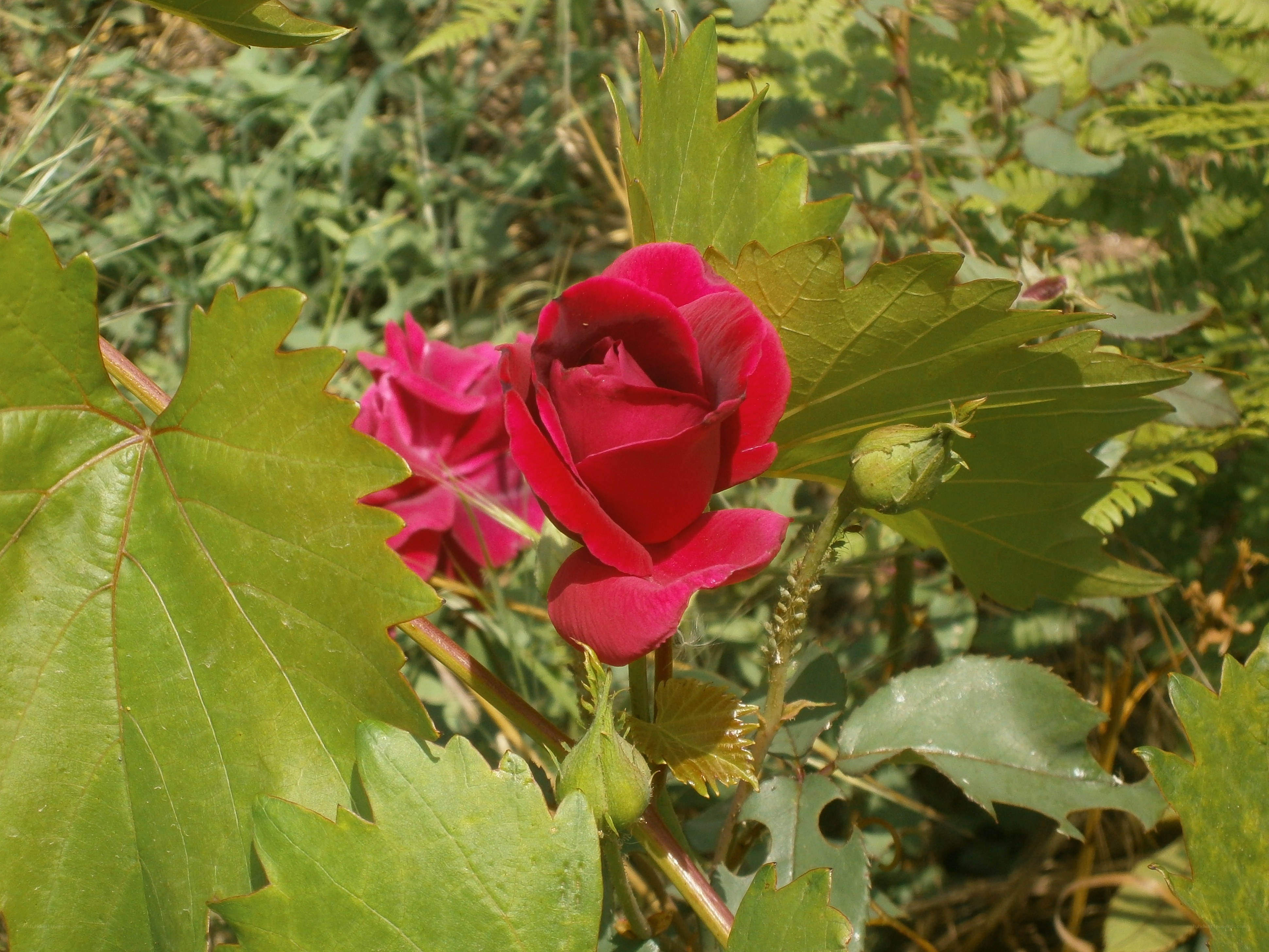 Red roses in garden