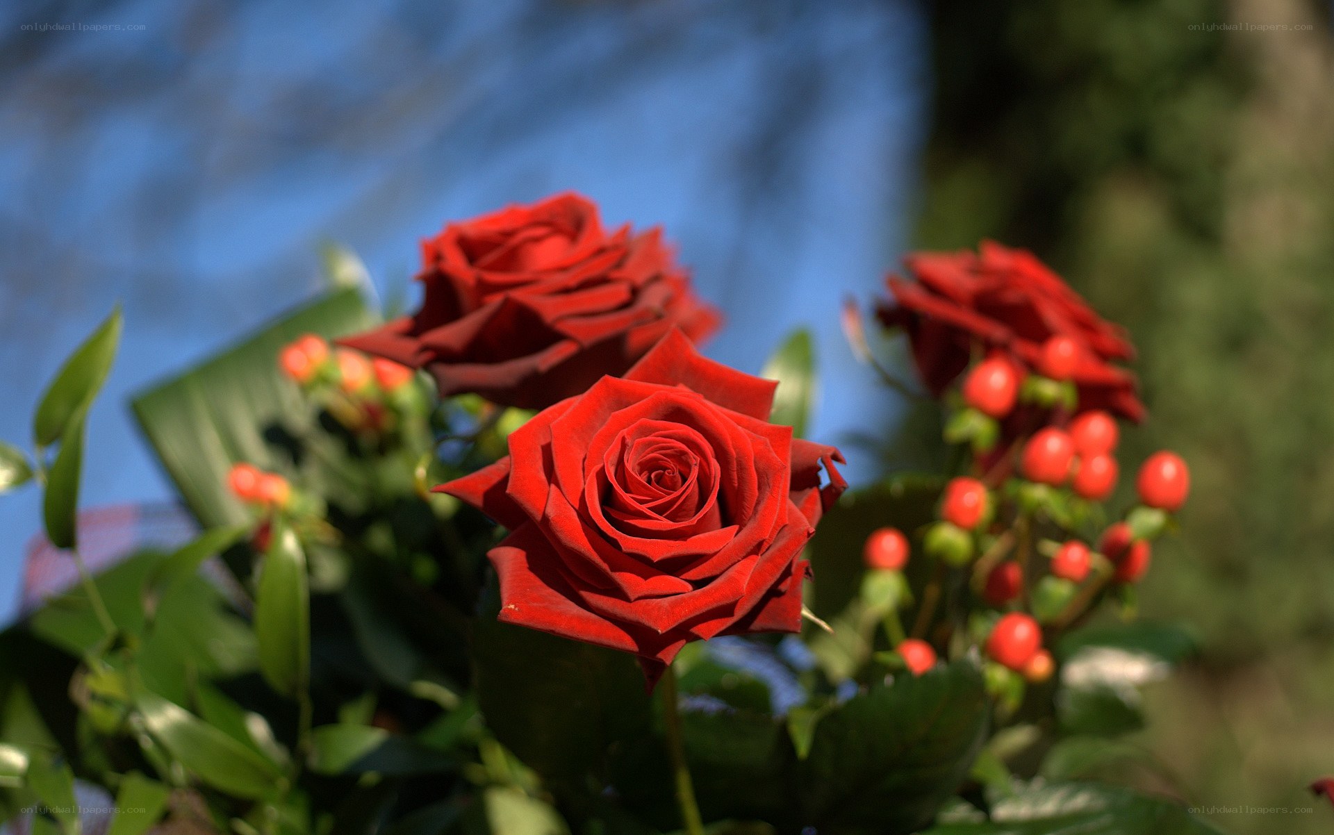 Red roses in garden