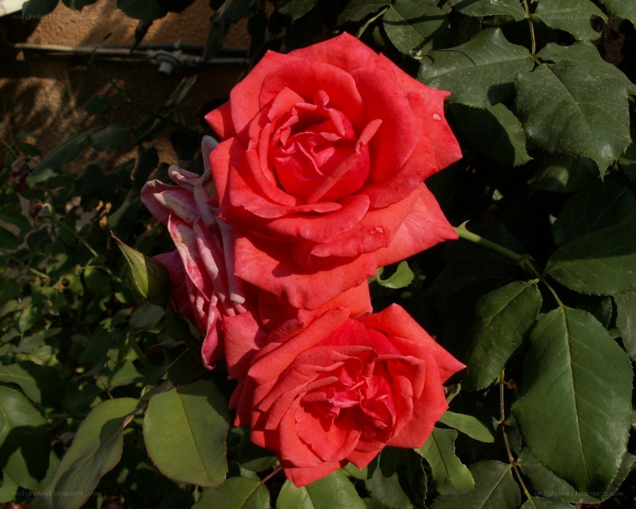 Red roses in garden