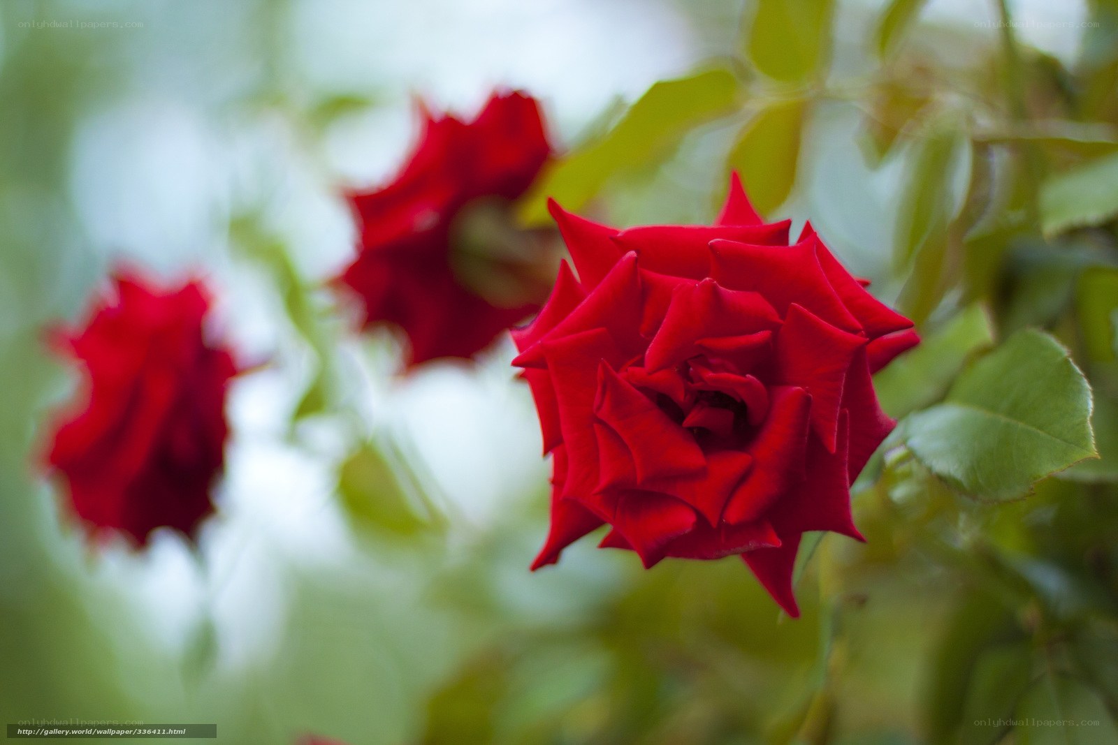 Red roses in garden
