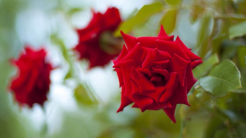 Red roses in garden