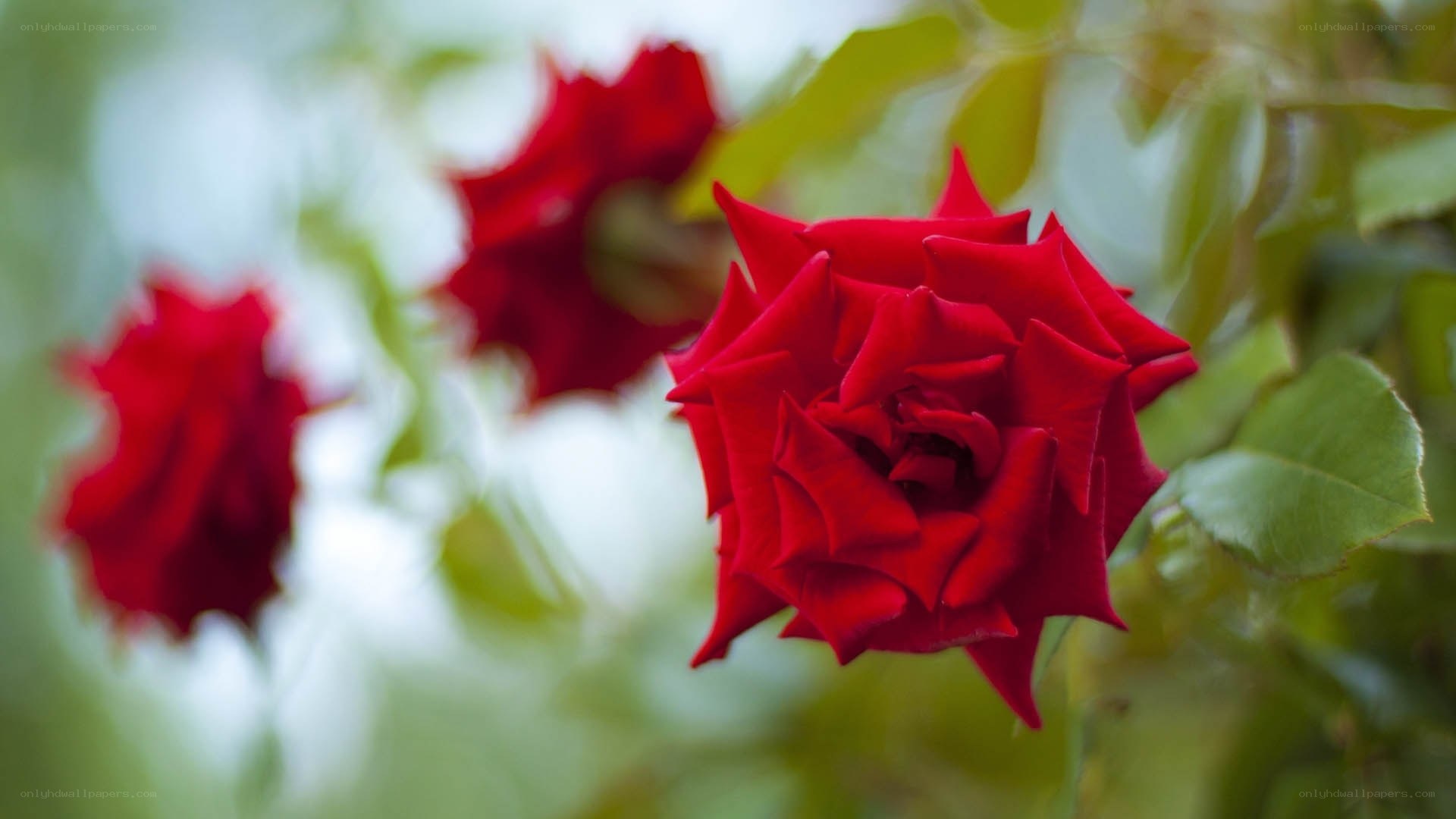 Red roses in garden