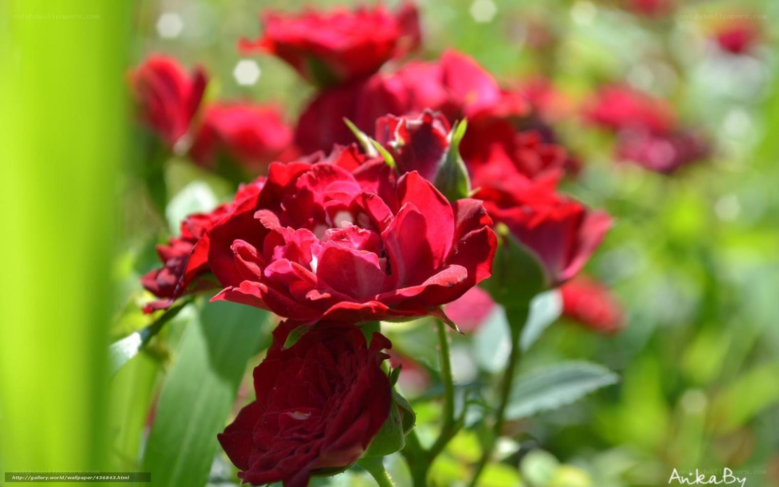 Red roses in garden