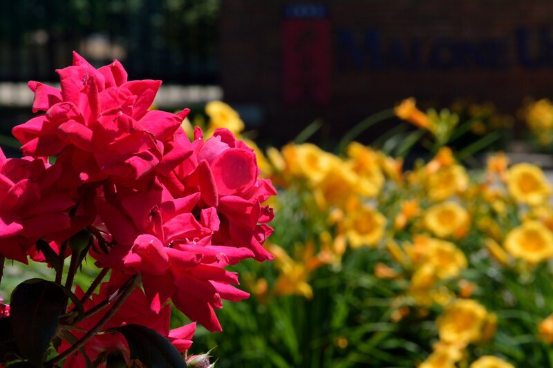 Red Roses in Garden — Bright, Afternoon
