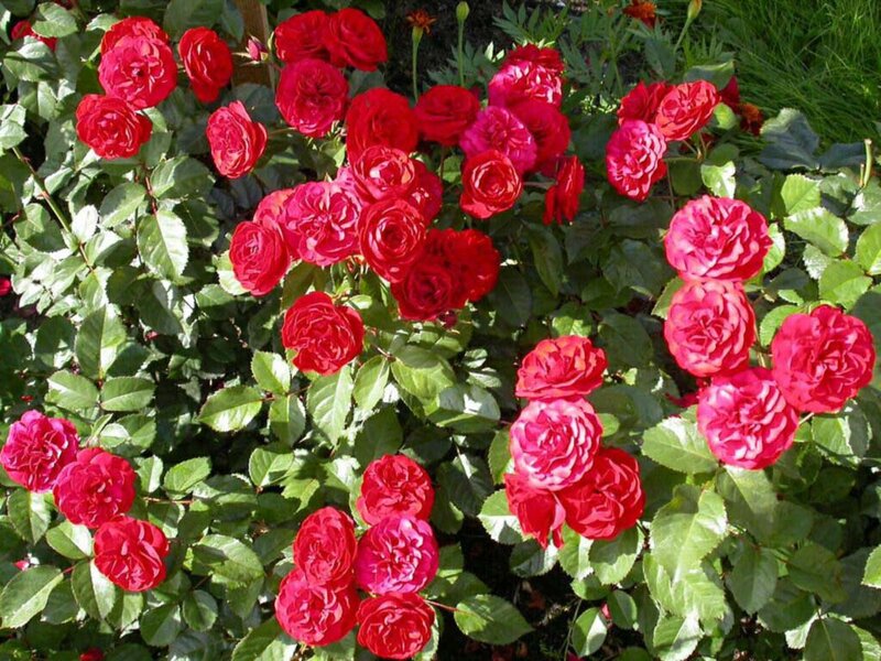 Red Roses in Garden — Bright