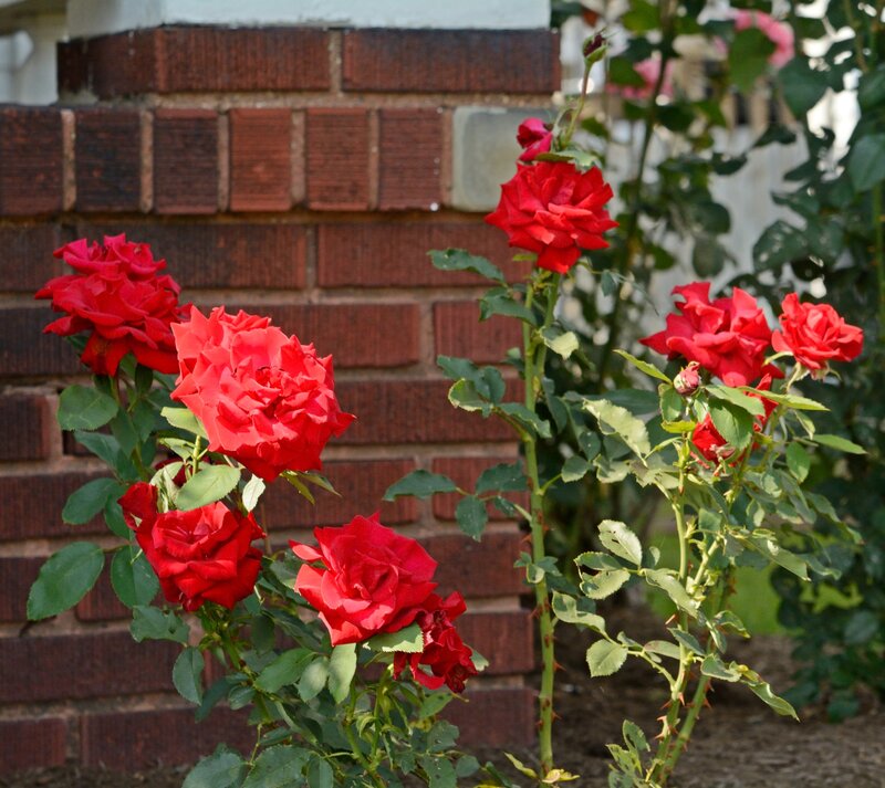 Red Roses in Garden — Calm, Afternoon, Photograph, Brick Wall
