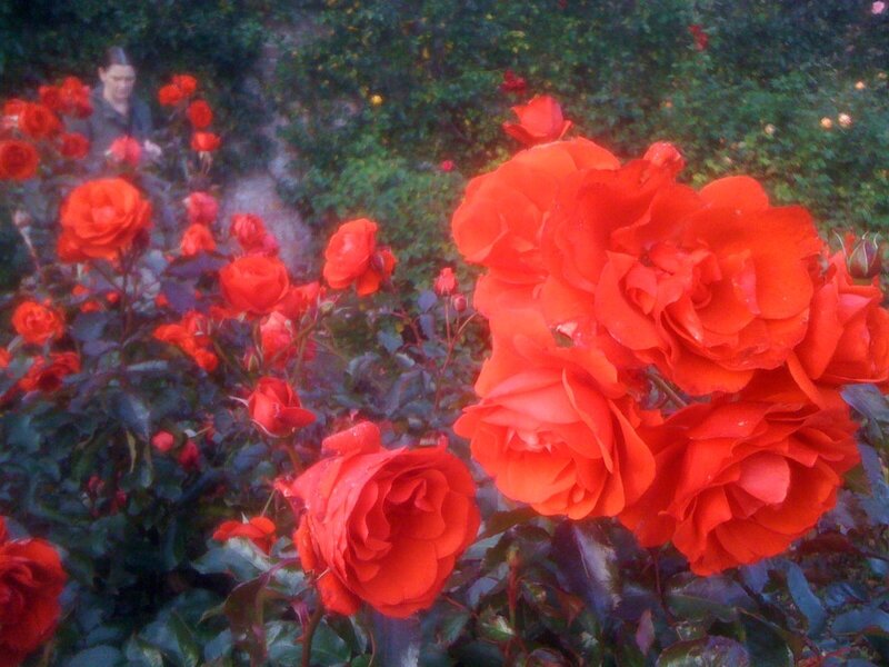 Red Roses in Garden — Calm, Afternoon, Photograph, Flowers