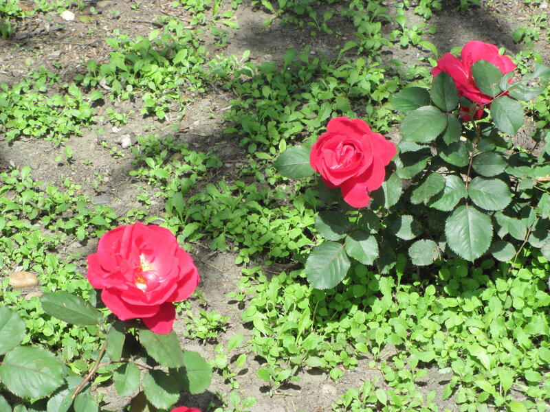 Red Roses in Garden — Calm, Afternoon, Photograph, Green Leaves, Soil