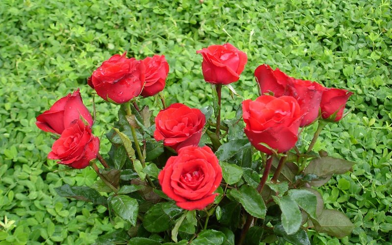 Red Roses in Garden — Calm, Afternoon, Photograph, Green Leaves