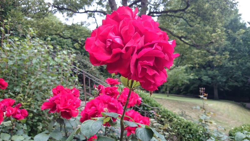 Red Roses in Garden — Calm, Afternoon, Photograph, Trees