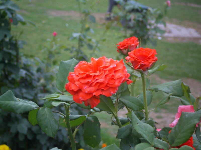 Red Roses in Garden — Calm, Afternoon