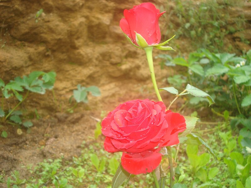 Red Roses in Garden — Calm, Morning