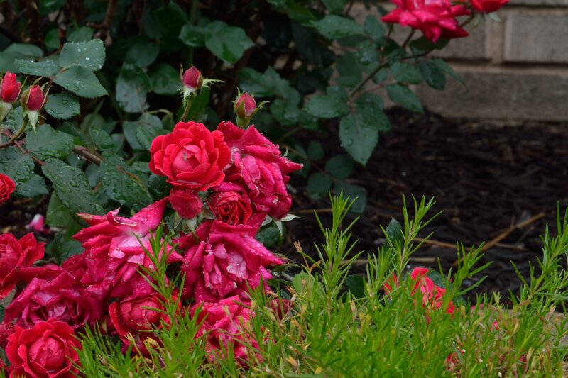 Red Roses in Garden — Calm, Spring, Photograph