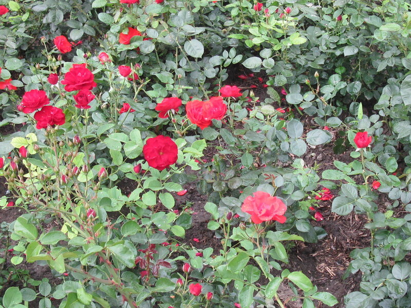 Red Roses in Garden — Calm, Spring