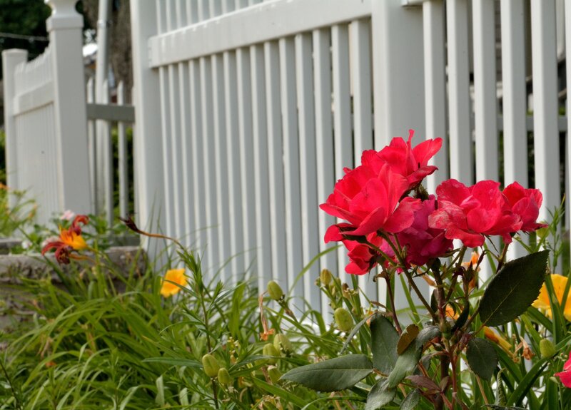 Red Roses in Garden — Calm, Summer