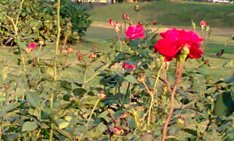 Red Roses in Garden — Calm