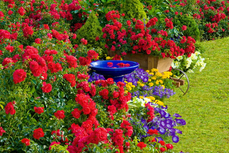 Red Roses in Garden — Colorful