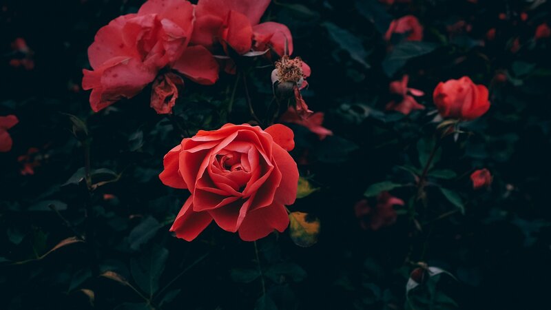 Red Roses in Garden — Dramatic