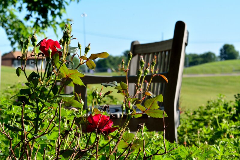 Red Roses in Garden — Green, Serene