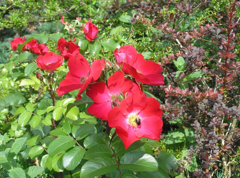 Red Roses in Garden — Natural, Afternoon