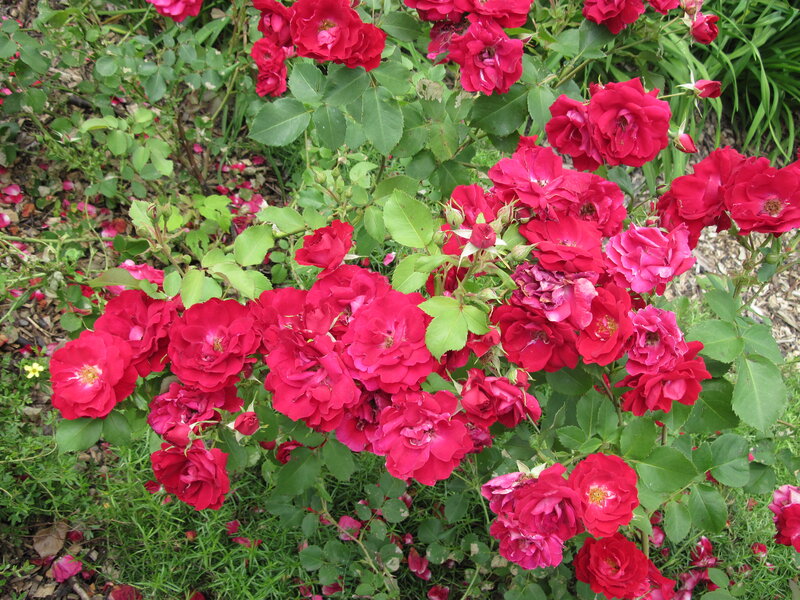 Red Roses in Garden — Natural
