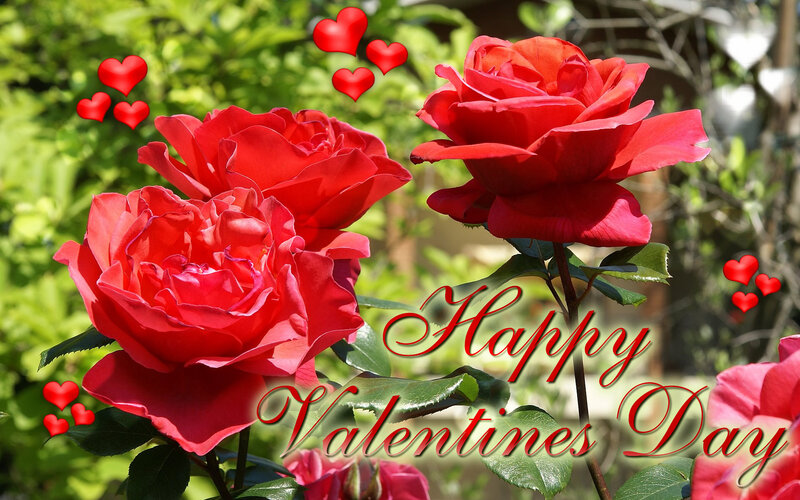 Red Roses in Garden — Romantic
