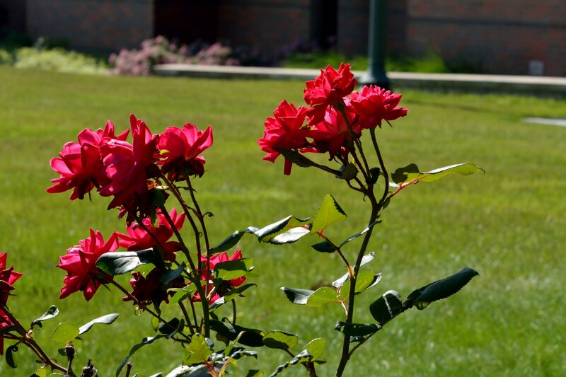 Red Roses in Garden — Serene, Afternoon, Photograph, Grass, Building