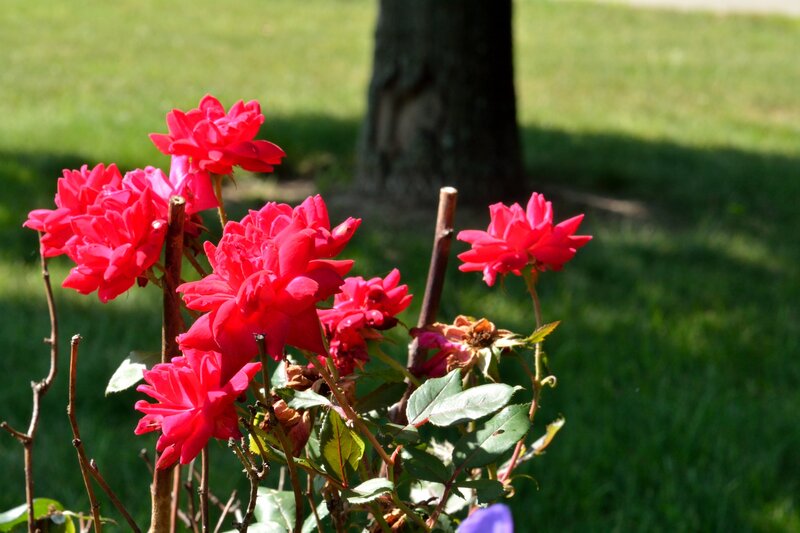 Red Roses in Garden — Serene, Afternoon, Photograph, Grass
