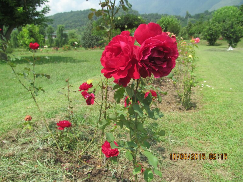 Red Roses in Garden — Serene, Afternoon, Photograph, Grass, Trees