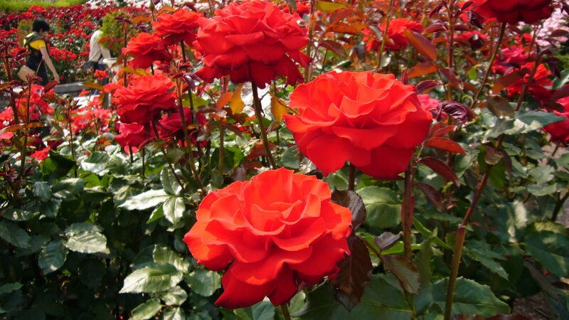 Red Roses in Garden — Serene, Afternoon, Photograph, People