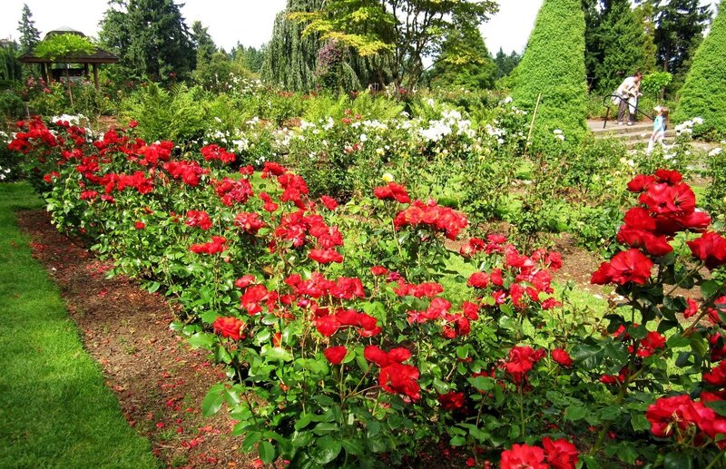 Red Roses in Garden — Serene, Afternoon, Photograph, People, Trees
