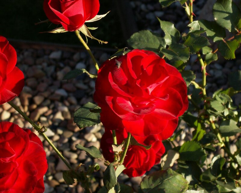 Red Roses in Garden — Serene, Afternoon, Photograph, Rose