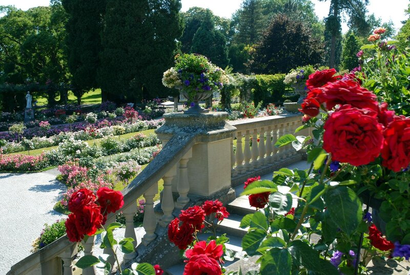 Red Roses in Garden — Serene, Afternoon, Photograph, Stone Railing