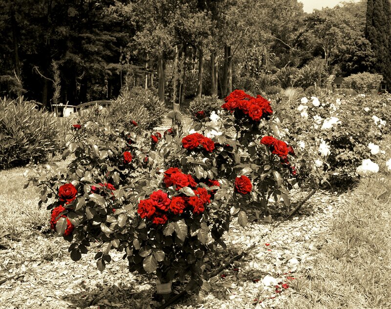 Red Roses in Garden — Serene, Afternoon, Photograph, Trees