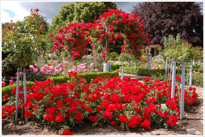 Red Roses in Garden — Serene, Afternoon