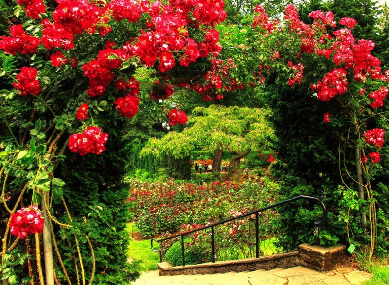 Red Roses in Garden — Serene, Summer