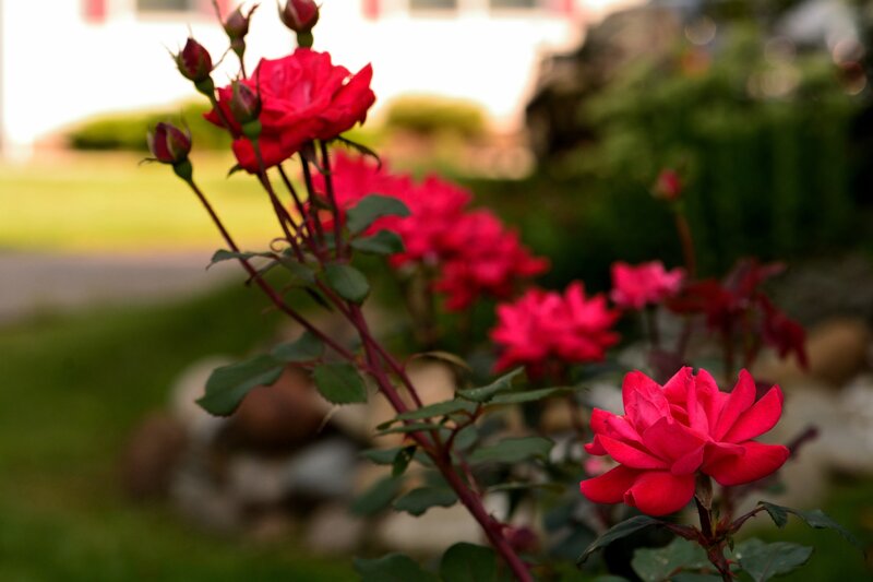 Red Roses in Garden — Serene, Sunset