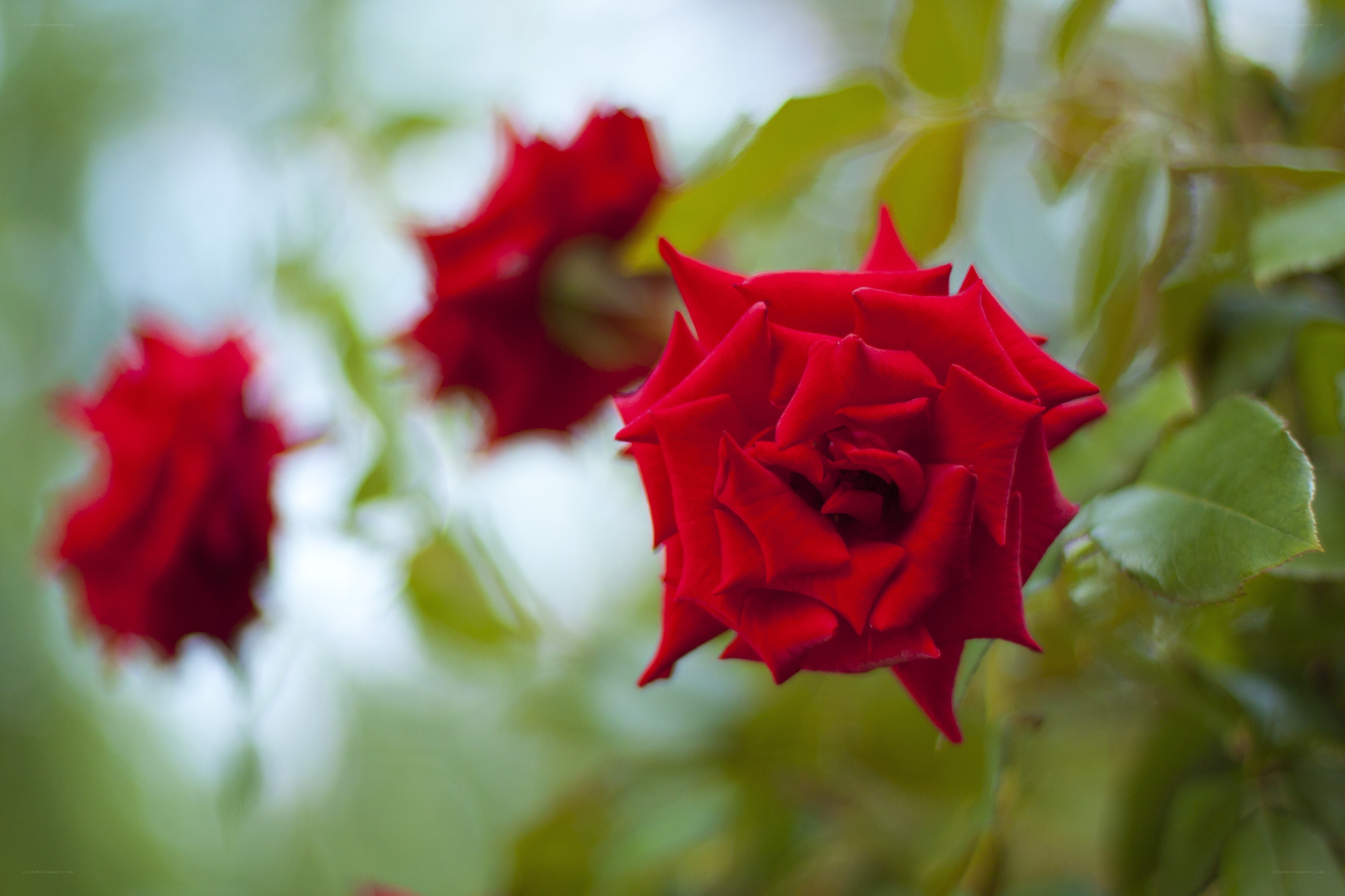 Red roses in garden