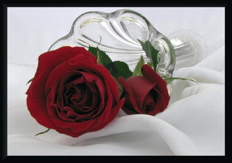 Red Roses in Glass Vase — Serene
